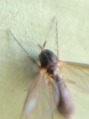 Mycetophila