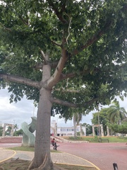 Ceiba pentandra