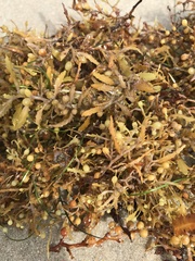 Sargassum fluitans