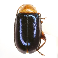 Disonycha varicornis