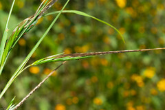 Heteropogon contortus