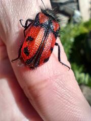Astylus trifasciatus