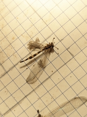 Myrmeleon inconspicuus