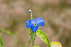 Commelina