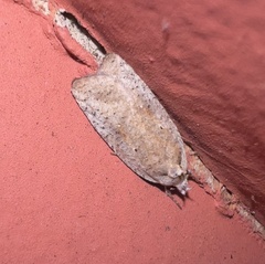 Agonopterix nervosa