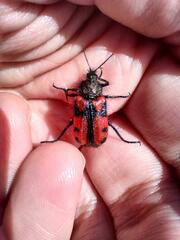 Astylus trifasciatus