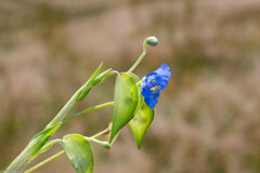 Commelina