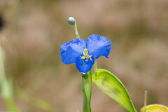 Commelina