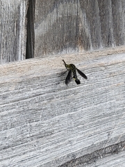 Lepidophora lepidocera