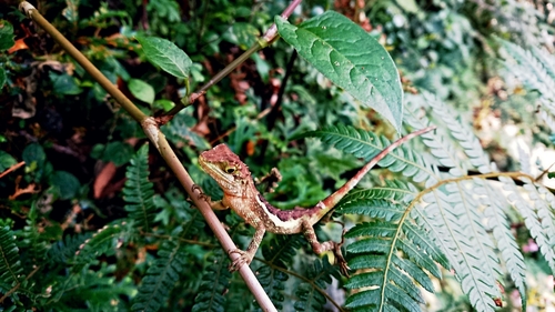 Okinawa Tree Lizard, Taiwan, photo 7 of 10