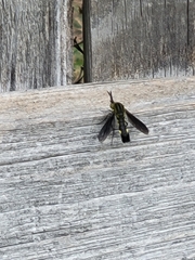 Lepidophora lepidocera