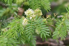 Chloroleucon tenuiflorum