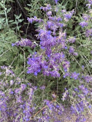 Salvia yangii