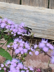 Lepidophora lepidocera