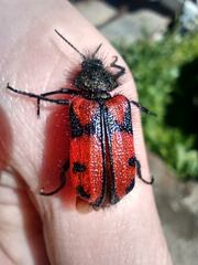 Astylus trifasciatus
