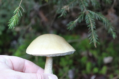 Leccinum holopus