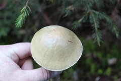 Leccinum holopus