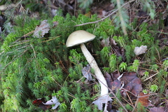 Leccinum holopus