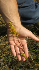Solidago uliginosa