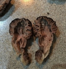 Morchella sextelata