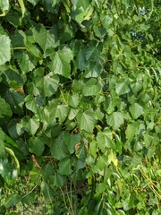 Vitis