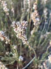 Eriogonum wrightii membranaceum