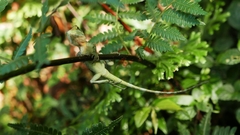 Diploderma polygonatum xanthostomum