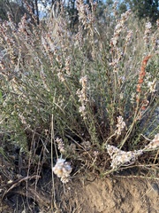 Eriogonum wrightii membranaceum