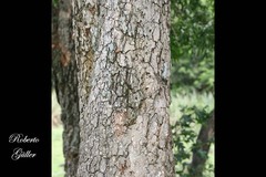 Chloroleucon tenuiflorum