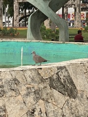 Streptopelia decaocto