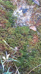 Scorpidium scorpioides