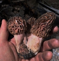 Morchella sextelata