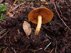 Cortinarius malicorius