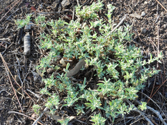 Atriplex semibaccata