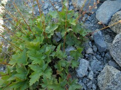 Heuchera glabra