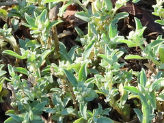 Atriplex semibaccata