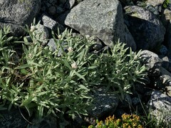 Anaphalis margaritacea