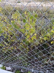 Populus