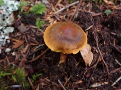 Cortinarius malicorius