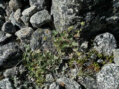 Potentilla × villosula