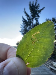 Stigmella anomalella