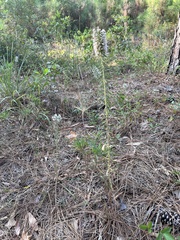 Liatris hesperelegans