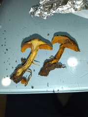 Cortinarius malicorius