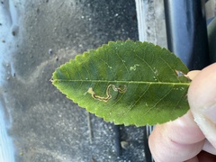 Stigmella anomalella