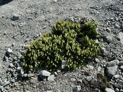 Phyllodoce glanduliflora