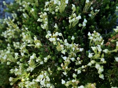 Phyllodoce glanduliflora