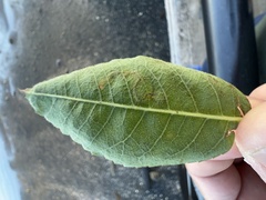 Stigmella anomalella