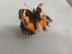 Chlosyne lacinia adjutrix