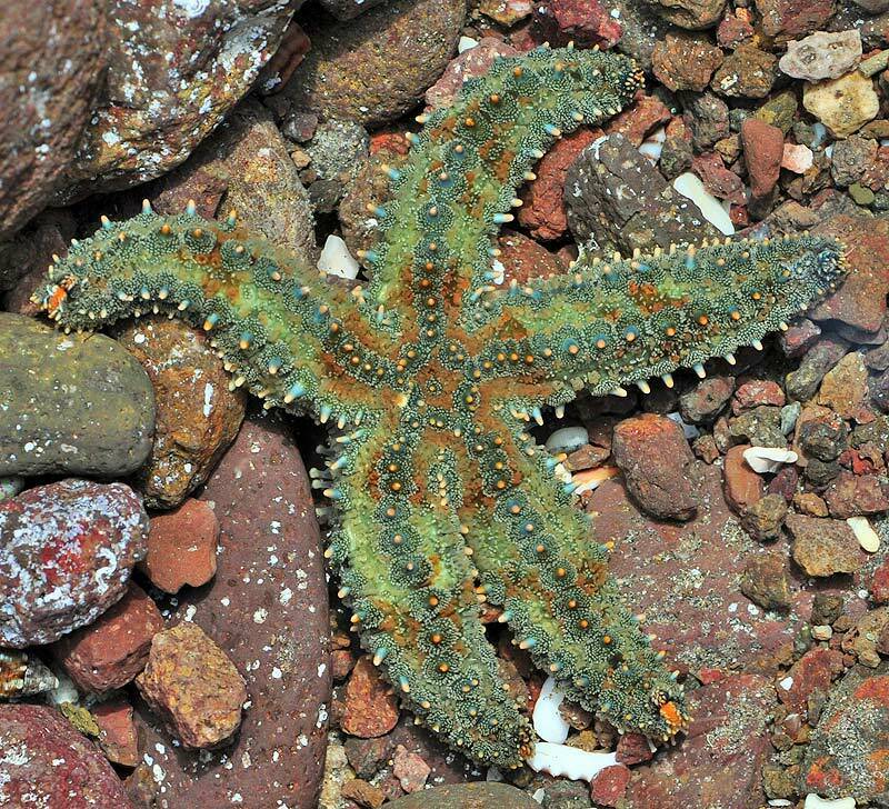 Photo of Spiny sea star (Marthasterias glacialis)