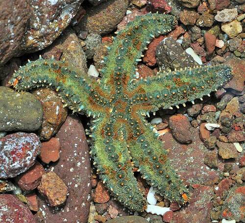 Spiny Starfish